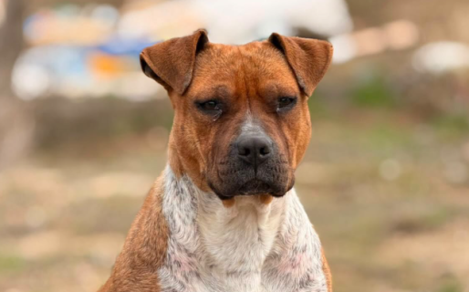 Buscan intensamente a Moka, una perra que se escapó tras ser dada en adopción