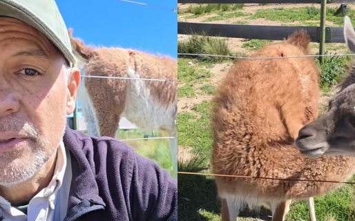 Indignación en Chubut por un ataque a balazos contra un centro de rescate de animales: “Hay que ser muy hijo de p…”