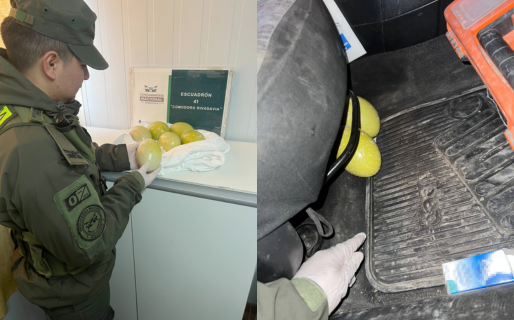 Trasladaba seis huevos de Choique debajo del asiento de un auto y se los secuestraron
