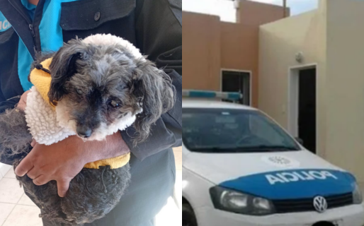 El caniche ciego abandonado en la Comisaría de Palazzo ya está en un hogar de tránsito