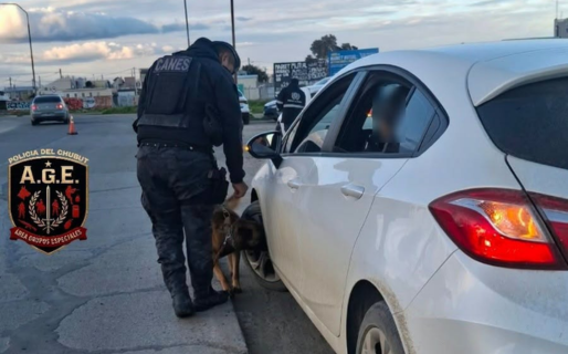 «McQueen», el perro de la Policía que detectó marihuana en un control en km 5