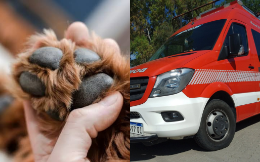 Bomberos de Trelew caminaron 6 km para salvar a un perro que estaba atrapado en una trampa