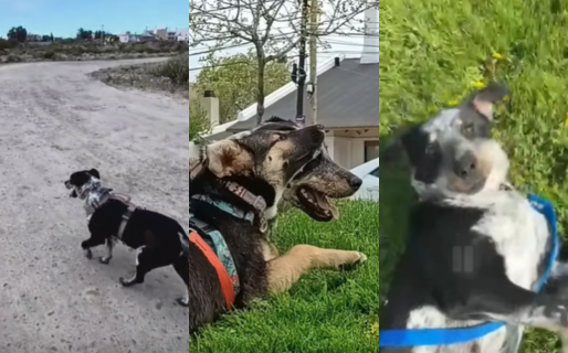 Buscan voluntarios para pasear a los perros rescatados de Rada Tilly