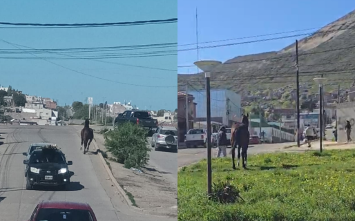 Aparecieron caballos sueltos a lo largo de la Rivadavia