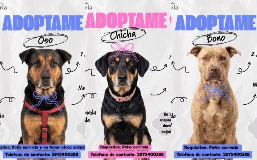 Estos son los perros en adopción que esperan un hogar en Comodoro