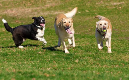 Se realizará el primer festival de los perros: adopciones, donaciones y paseo en el Parque de la Ciudad