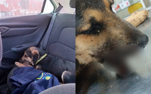 Encontraron un cachorro con una posible fractura y buscan ayuda para cubrir los gastos veterinarios