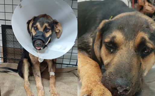 Crueldad animal: le quebraron la mandíbula a un cachorro y piden ayuda para su recuperación