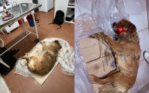Rescataron a un perro con heridas en casi todo el cuerpo tras el ataque de una jauría