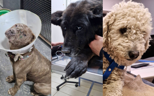 Un dúo proteccionista pide ayuda para afrontar las cuentas veterinarias: «estamos desbordados»