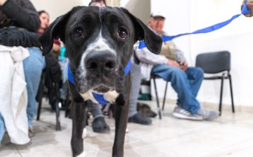 Comodoro suma más de 2.200 castraciones y 170 intervenciones por maltrato y mordeduras de perros
