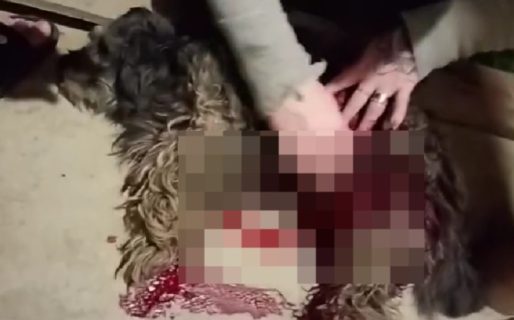 Balearon y mataron a un perro que estaba dentro del patio de una vivienda en Km 17