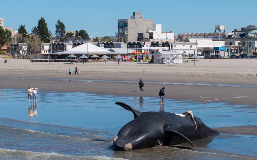 Apareció otra ballena sin vida y ya se habla de una cantidad de muertes «sin precedentes»