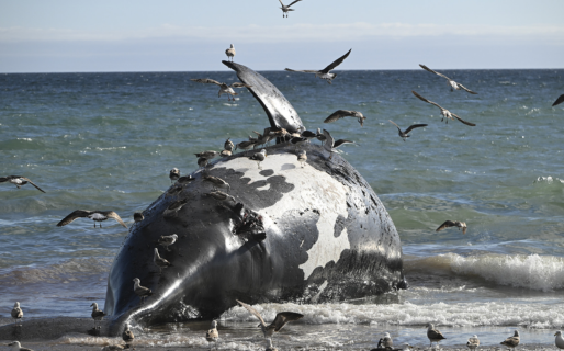 Continúan apareciendo ballenas muertas en Puerto Madryn y crece la alarma ambiental