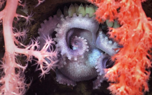 Mar Argentino: Investigadores del Conicet confirman el hallazgo de 57 nuevas especies marinas