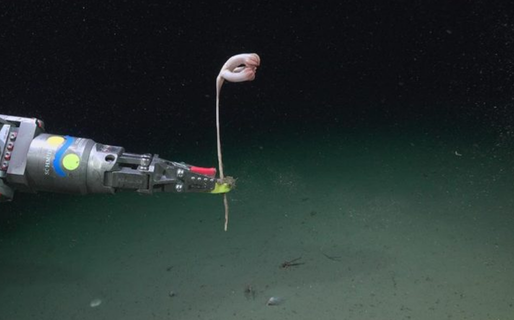 Investigadores del Conicet explorarán cañones submarinos a 600 kilómetros de la costa de Chubut