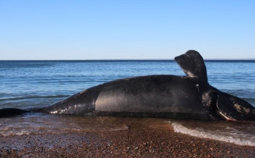 La muerte de ballenatos en Chubut podría estar vinculada a una bacteria asociada a septicemia