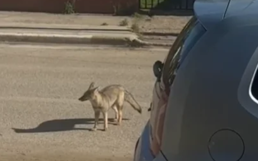 <strong>Vecinos de Ciudadela alertaron por la presencia de un zorro</strong>