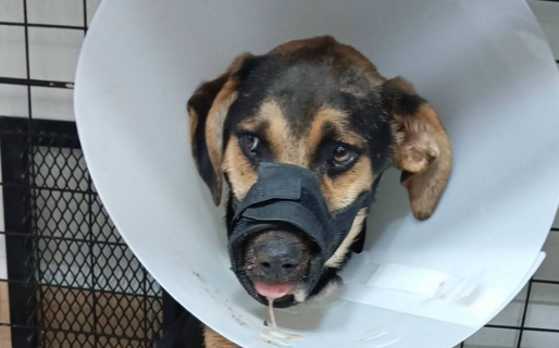 Maltrato animal: Tomi sufrió una grave fractura de mandíbula y lucha por recuperarse