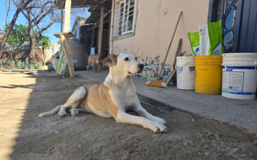 Un rescatista pide ayuda para costear la medicación de uno de sus perros y saldar una deuda veterinaria