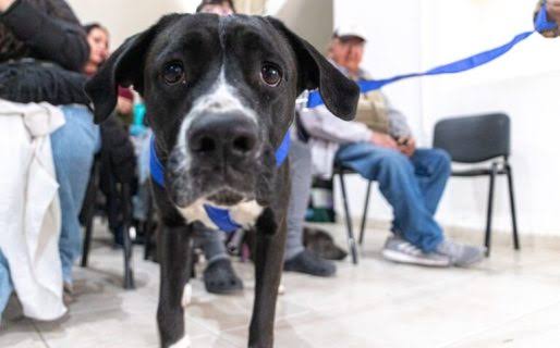 Comodoro tendrá una nueva campaña de esterilización gratuita para perros y gatos