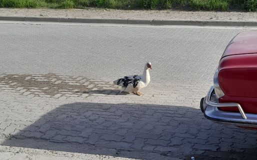 Encontraron un pato deambulando solo en Km8 y lo mandaron a una granja