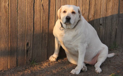 Por qué el sobrepeso en los perros puede afectar más que las articulaciones: la advertencia de un estudio sobre su salud cerebral