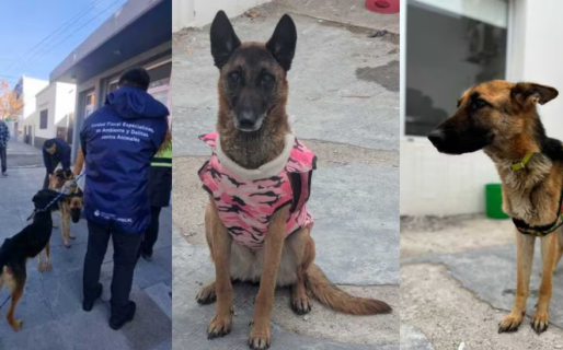 Investigarán por crueldad animal a un hombre tras hallar cuatro perros desnutridos en Chubut